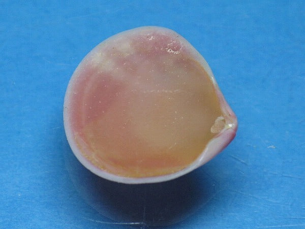 TOKO-BEADS PB006-26 Sakuragai(Cherry blossome shell) charm 18mm PB006-26 桜貝チャーム(L) 18mm Asian bead & African bead  Handmade,Lampeork,bead,asia,india,ethnic,parts,accessory,beads とんぼ玉,ビーズ,トンボ玉,アジア,インド,エスニック,手作り,パーツ,アクセサリー