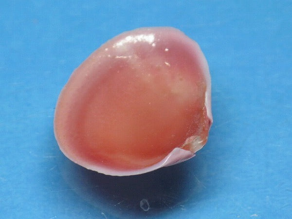TOKO-BEADS PB006-27 Sakuragai(Cherry blossome shell) charm 16mm PB006-27 桜貝チャーム(R) 16mm Asian bead & African bead  Handmade,Lampeork,bead,asia,india,ethnic,parts,accessory,beads とんぼ玉,ビーズ,トンボ玉,アジア,インド,エスニック,手作り,パーツ,アクセサリー