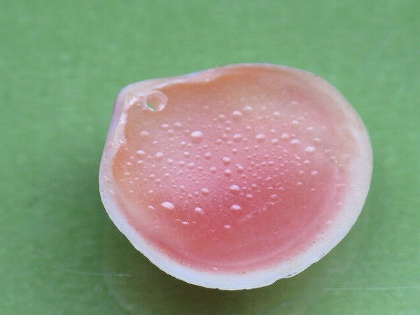 TOKO-BEADS PB006-29 Sakuragai(Cherry blossome shell) charm 16mm PB006-29 桜貝チャーム(R) 16mm Asian bead & African bead  Handmade,Lampeork,bead,asia,india,ethnic,parts,accessory,beads とんぼ玉,ビーズ,トンボ玉,アジア,インド,エスニック,手作り,パーツ,アクセサリー
