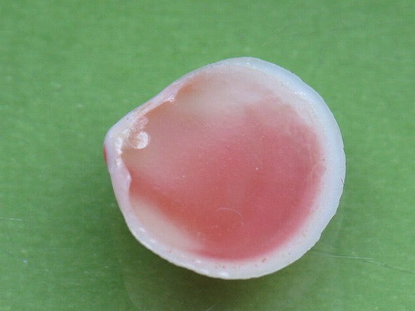 TOKO-BEADS PB006-30 Sakuragai(Cherry blossome shell) charm 16mm PB006-30 桜貝チャーム(R) 16mm Asian bead & African bead  Handmade,Lampeork,bead,asia,india,ethnic,parts,accessory,beads とんぼ玉,ビーズ,トンボ玉,アジア,インド,エスニック,手作り,パーツ,アクセサリー