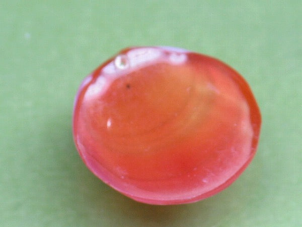 TOKO-BEADS PB006-32 Sakuragai(Cherry blossome shell) charm 15mm PB006-32 桜貝チャーム(R) 15mm Asian bead & African bead  Handmade,Lampeork,bead,asia,india,ethnic,parts,accessory,beads とんぼ玉,ビーズ,トンボ玉,アジア,インド,エスニック,手作り,パーツ,アクセサリー