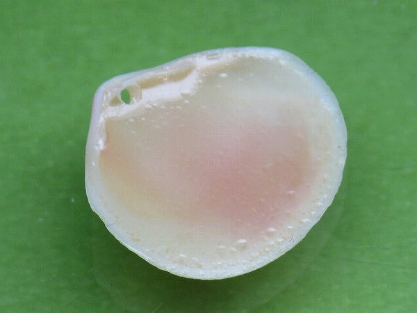TOKO-BEADS PB006-34 Sakuragai(Cherry blossome shell) charm 17mm PB006-34 桜貝チャーム(R) 17mm Asian bead & African bead  Handmade,Lampeork,bead,asia,india,ethnic,parts,accessory,beads とんぼ玉,ビーズ,トンボ玉,アジア,インド,エスニック,手作り,パーツ,アクセサリー