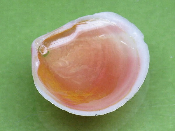 TOKO-BEADS PB006-36 Sakuragai(Cherry blossome shell) charm 17mm PB006-36 桜貝チャーム(R) 17mm Asian bead & African bead  Handmade,Lampeork,bead,asia,india,ethnic,parts,accessory,beads とんぼ玉,ビーズ,トンボ玉,アジア,インド,エスニック,手作り,パーツ,アクセサリー