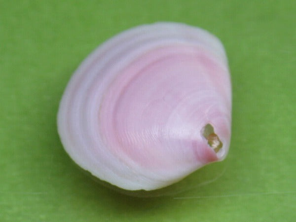 TOKO-BEADS PB006-36 Sakuragai(Cherry blossome shell) charm 17mm PB006-36 桜貝チャーム(R) 17mm Asian bead & African bead  Handmade,Lampeork,bead,asia,india,ethnic,parts,accessory,beads とんぼ玉,ビーズ,トンボ玉,アジア,インド,エスニック,手作り,パーツ,アクセサリー