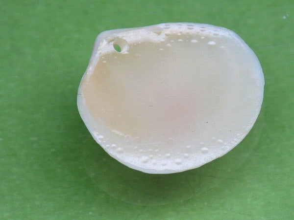 TOKO-BEADS PB006-37 Sakuragai(Cherry blossome shell) charm 17mm PB006-37 桜貝チャーム(R) 17mm Asian bead & African bead  Handmade,Lampeork,bead,asia,india,ethnic,parts,accessory,beads とんぼ玉,ビーズ,トンボ玉,アジア,インド,エスニック,手作り,パーツ,アクセサリー