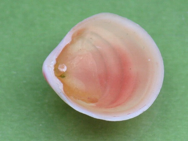 TOKO-BEADS PB006-38 Sakuragai(Cherry blossome shell) charm 18mm PB006-38 桜貝チャーム(R) 18mm Asian bead & African bead  Handmade,Lampeork,bead,asia,india,ethnic,parts,accessory,beads とんぼ玉,ビーズ,トンボ玉,アジア,インド,エスニック,手作り,パーツ,アクセサリー
