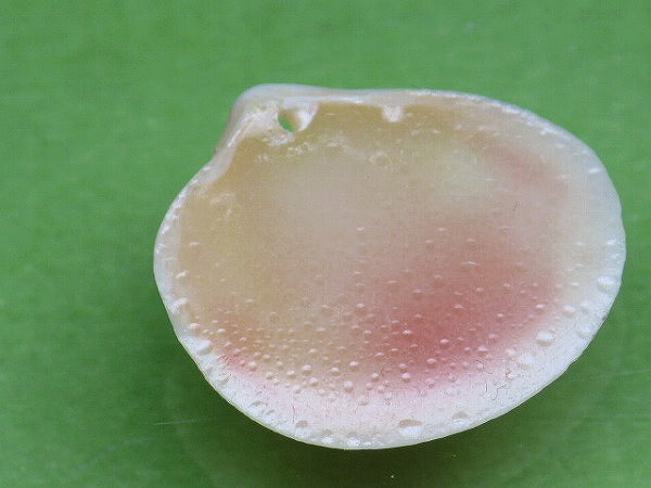 TOKO-BEADS PB006-39 Sakuragai(Cherry blossome shell) charm 18mm PB006-39 桜貝チャーム(R) 18mm Asian bead & African bead  Handmade,Lampeork,bead,asia,india,ethnic,parts,accessory,beads とんぼ玉,ビーズ,トンボ玉,アジア,インド,エスニック,手作り,パーツ,アクセサリー