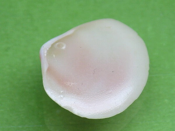 TOKO-BEADS PB006-41 Sakuragai(Cherry blossome shell) charm 18mm PB006-41 桜貝チャーム(R) 18mm Asian bead & African bead  Handmade,Lampeork,bead,asia,india,ethnic,parts,accessory,beads とんぼ玉,ビーズ,トンボ玉,アジア,インド,エスニック,手作り,パーツ,アクセサリー