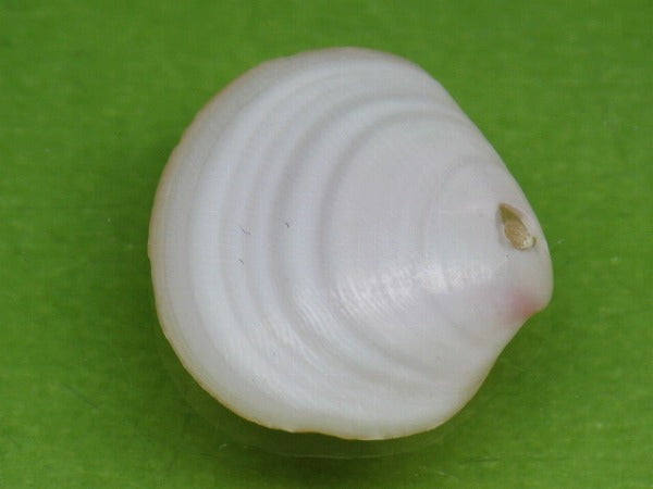 TOKO-BEADS PB006-41 Sakuragai(Cherry blossome shell) charm 18mm PB006-41 桜貝チャーム(R) 18mm Asian bead & African bead  Handmade,Lampeork,bead,asia,india,ethnic,parts,accessory,beads とんぼ玉,ビーズ,トンボ玉,アジア,インド,エスニック,手作り,パーツ,アクセサリー