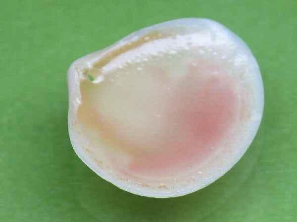 TOKO-BEADS PB006-42 Sakuragai(Cherry blossome shell) charm 18mm PB006-42 桜貝チャーム(R) 18mm Asian bead & African bead  Handmade,Lampeork,bead,asia,india,ethnic,parts,accessory,beads とんぼ玉,ビーズ,トンボ玉,アジア,インド,エスニック,手作り,パーツ,アクセサリー