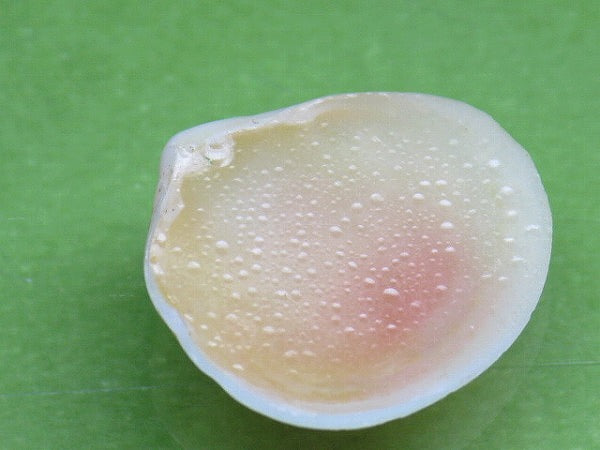 TOKO-BEADS PB006-44 Sakuragai(Cherry blossome shell) charm 18mm PB006-44 桜貝チャーム(R) 18mm Asian bead & African bead  Handmade,Lampeork,bead,asia,india,ethnic,parts,accessory,beads とんぼ玉,ビーズ,トンボ玉,アジア,インド,エスニック,手作り,パーツ,アクセサリー