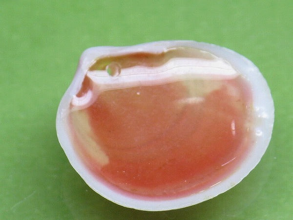 TOKO-BEADS PB006-45 Sakuragai(Cherry blossome shell) charm 18mm PB006-45 桜貝チャーム(R) 18mm Asian bead & African bead  Handmade,Lampeork,bead,asia,india,ethnic,parts,accessory,beads とんぼ玉,ビーズ,トンボ玉,アジア,インド,エスニック,手作り,パーツ,アクセサリー