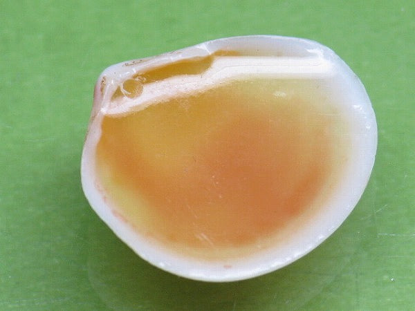 TOKO-BEADS PB006-46 Sakuragai(Cherry blossome shell) charm 18mm PB006-46 桜貝チャーム(R) 18mm Asian bead & African bead  Handmade,Lampeork,bead,asia,india,ethnic,parts,accessory,beads とんぼ玉,ビーズ,トンボ玉,アジア,インド,エスニック,手作り,パーツ,アクセサリー