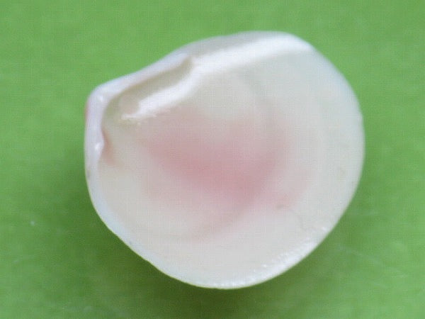 TOKO-BEADS PB006-47 Sakuragai(Cherry blossome shell) charm 18mm PB006-47 桜貝チャーム(R) 18mm Asian bead & African bead  Handmade,Lampeork,bead,asia,india,ethnic,parts,accessory,beads とんぼ玉,ビーズ,トンボ玉,アジア,インド,エスニック,手作り,パーツ,アクセサリー