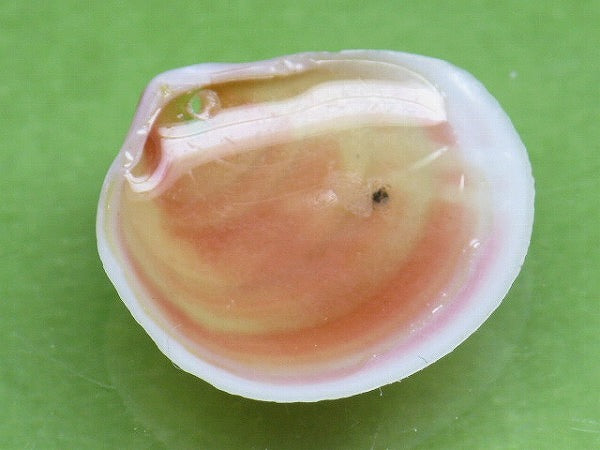 TOKO-BEADS PB006-48 Sakuragai(Cherry blossome shell) charm 18mm PB006-48 桜貝チャーム(R) 18mm Asian bead & African bead  Handmade,Lampeork,bead,asia,india,ethnic,parts,accessory,beads とんぼ玉,ビーズ,トンボ玉,アジア,インド,エスニック,手作り,パーツ,アクセサリー