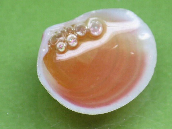 TOKO-BEADS PB006-49 Sakuragai(Cherry blossome shell) charm 18mm PB006-49 桜貝チャーム(R) 18mm Asian bead & African bead  Handmade,Lampeork,bead,asia,india,ethnic,parts,accessory,beads とんぼ玉,ビーズ,トンボ玉,アジア,インド,エスニック,手作り,パーツ,アクセサリー