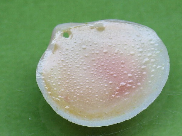 TOKO-BEADS PB006-50 Sakuragai(Cherry blossome shell) charm 18mm PB006-50 桜貝チャーム(R) 18mm Asian bead & African bead  Handmade,Lampeork,bead,asia,india,ethnic,parts,accessory,beads とんぼ玉,ビーズ,トンボ玉,アジア,インド,エスニック,手作り,パーツ,アクセサリー