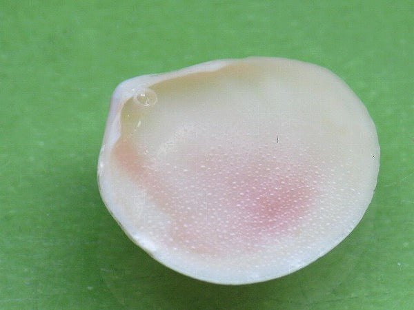 TOKO-BEADS PB006-51 Sakuragai(Cherry blossome shell) charm 18mm PB006-51 桜貝チャーム(R) 18mm Asian bead & African bead  Handmade,Lampeork,bead,asia,india,ethnic,parts,accessory,beads とんぼ玉,ビーズ,トンボ玉,アジア,インド,エスニック,手作り,パーツ,アクセサリー