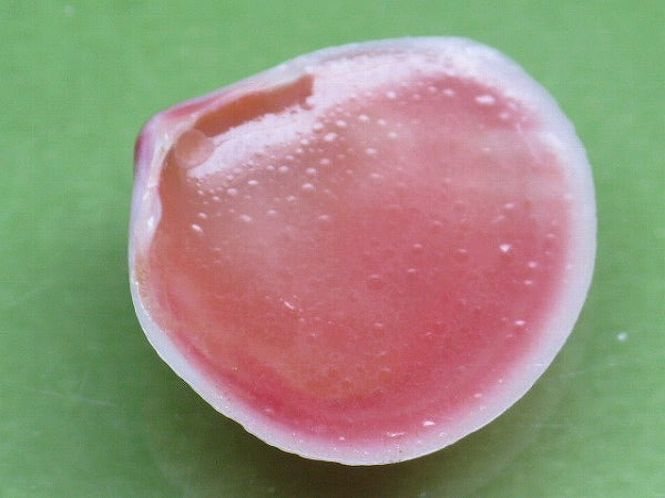 TOKO-BEADS PB006-53 Sakuragai(Cherry blossome shell) charm 18mm PB006-53 桜貝チャーム(R) 18mm Asian bead & African bead  Handmade,Lampeork,bead,asia,india,ethnic,parts,accessory,beads とんぼ玉,ビーズ,トンボ玉,アジア,インド,エスニック,手作り,パーツ,アクセサリー