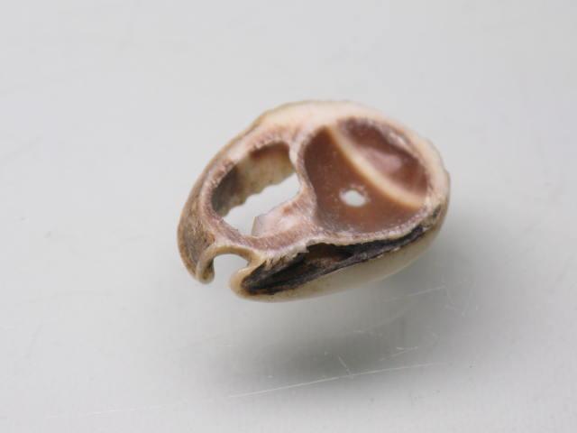 TOKO-BEADS PB006-72 Shell bead 10~11mm PB006-72 タカラ貝（スライス中） 10~11mm Asian bead & African bead  Handmade,Lampeork,bead,asia,india,ethnic,parts,accessory,beads とんぼ玉,ビーズ,トンボ玉,アジア,インド,エスニック,手作り,パーツ,アクセサリー