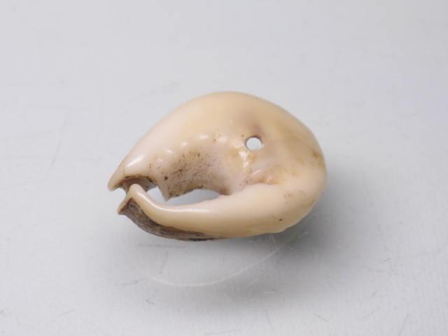 TOKO-BEADS PB006-72 Shell bead 10~11mm PB006-72 タカラ貝（スライス中） 10~11mm Asian bead & African bead  Handmade,Lampeork,bead,asia,india,ethnic,parts,accessory,beads とんぼ玉,ビーズ,トンボ玉,アジア,インド,エスニック,手作り,パーツ,アクセサリー