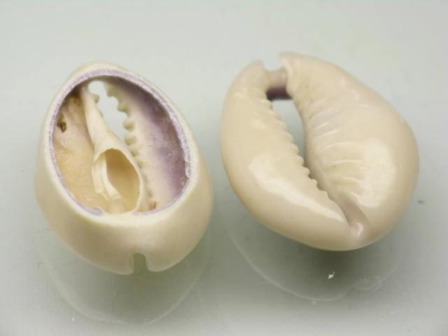 TOKO-BEADS PB006-73 Shell bead 11~17.5mm PB006-73 ハナビラタカラ貝（スライス） 11~17.5mm Asian bead & African bead  Handmade,Lampeork,bead,asia,india,ethnic,parts,accessory,beads とんぼ玉,ビーズ,トンボ玉,アジア,インド,エスニック,手作り,パーツ,アクセサリー