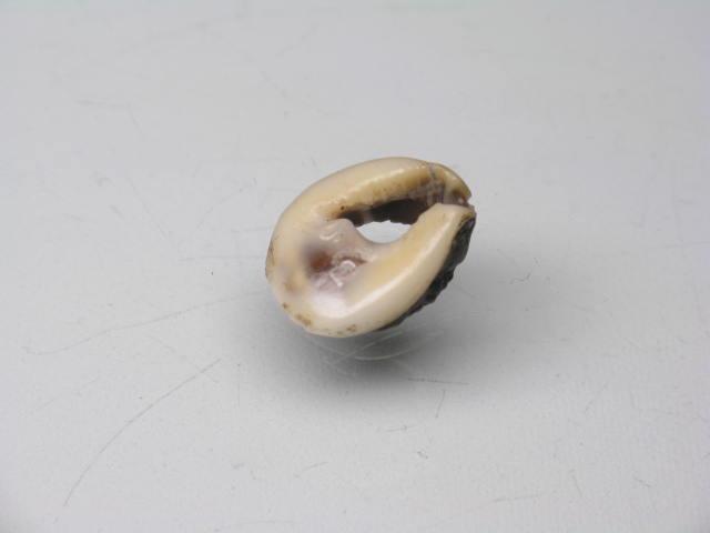 TOKO-BEADS PB006-74 Shell bead (10g) 7~9mm PB006-74 タカラ貝（スライス小） 7~9mm Asian bead & African bead  Handmade,Lampeork,bead,asia,india,ethnic,parts,accessory,beads とんぼ玉,ビーズ,トンボ玉,アジア,インド,エスニック,手作り,パーツ,アクセサリー