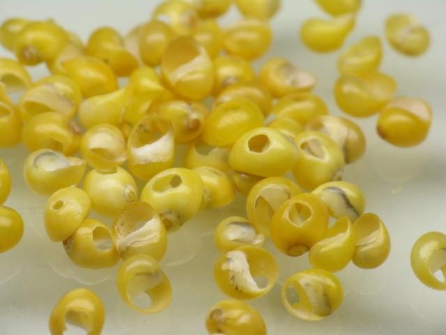 | TOKO-BEADS |PB006-76 シェルビーズ2gセット 4~5mmとんぼ玉,ビーズ,トンボ玉,アジア,インド,エスニック,手作り,パーツ,アクセサリー