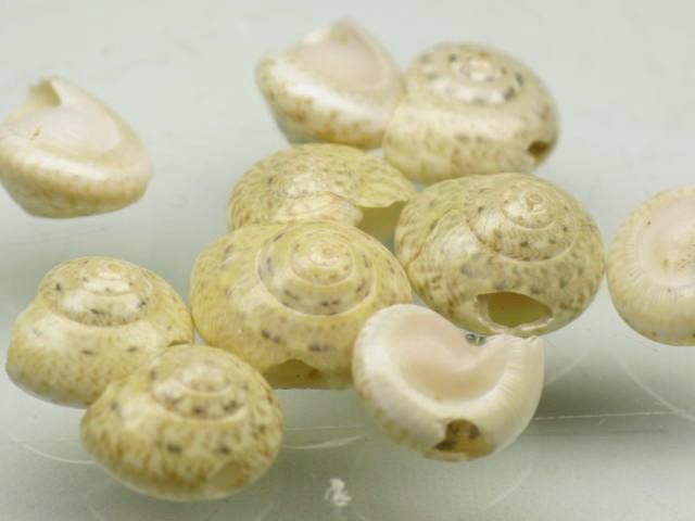 TOKO-BEADS PB006-78 Shell bead (2g) 7~9mm PB006-78 シェルビーズ2gセット 7~9mm Asian bead & African bead  Handmade,Lampeork,bead,asia,india,ethnic,parts,accessory,beads とんぼ玉,ビーズ,トンボ玉,アジア,インド,エスニック,手作り,パーツ,アクセサリー