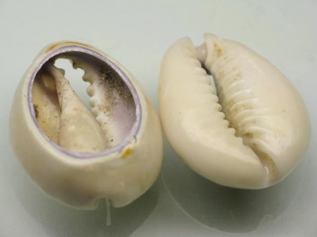 TOKO-BEADS PB006-80 Shell bead 15~20.5mm PB006-80 ハナビラタカラ貝（スライス） 15~20.5mm Asian bead & African bead  Handmade,Lampeork,bead,asia,india,ethnic,parts,accessory,beads とんぼ玉,ビーズ,トンボ玉,アジア,インド,エスニック,手作り,パーツ,アクセサリー