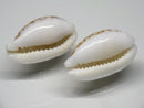 TOKO-BEADS PB006-81 Cowry shell bead (2pcs) 12mm PB006-81 カノコダカラ貝（2個セット） 12mm Asian bead & African bead  Handmade,Lampeork,bead,asia,india,ethnic,parts,accessory,beads とんぼ玉,ビーズ,トンボ玉,アジア,インド,エスニック,手作り,パーツ,アクセサリー