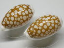 TOKO-BEADS PB006-81 Cowry shell bead (2pcs) 12mm PB006-81 カノコダカラ貝（2個セット） 12mm Asian bead & African bead  Handmade,Lampeork,bead,asia,india,ethnic,parts,accessory,beads とんぼ玉,ビーズ,トンボ玉,アジア,インド,エスニック,手作り,パーツ,アクセサリー