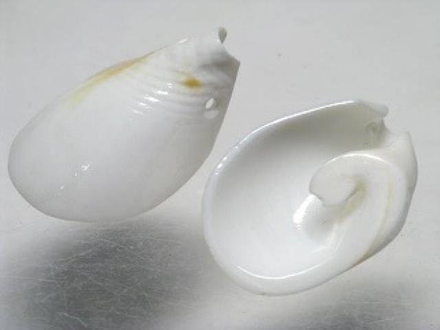 TOKO-BEADS PB007-28 Shell Charm 22~31mm PB007-28 シェルチャーム 22~31mm Asian bead & African bead  Handmade,Lampeork,bead,asia,india,ethnic,parts,accessory,beads とんぼ玉,ビーズ,トンボ玉,アジア,インド,エスニック,手作り,パーツ,アクセサリー