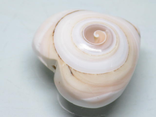 TOKO-BEADS PB007-30 Shell Charm  20~23mm PB007-30 シェルチャーム  20~23mm Asian bead & African bead  Handmade,Lampeork,bead,asia,india,ethnic,parts,accessory,beads とんぼ玉,ビーズ,トンボ玉,アジア,インド,エスニック,手作り,パーツ,アクセサリー