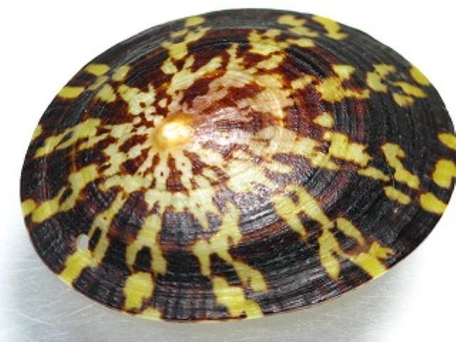 TOKO-BEADS PB007-31 Shell Charm 60mm PB007-31 シェルチャーム 60mm Asian bead & African bead  Handmade,Lampeork,bead,asia,india,ethnic,parts,accessory,beads とんぼ玉,ビーズ,トンボ玉,アジア,インド,エスニック,手作り,パーツ,アクセサリー