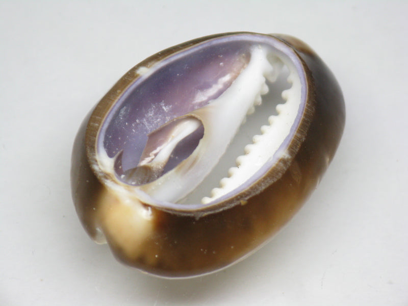 TOKO-BEADS PB007-33 Shell bead 27mm PB007-33 シェルビーズ 27mm Asian bead & African bead  Handmade,Lampeork,bead,asia,india,ethnic,parts,accessory,beads とんぼ玉,ビーズ,トンボ玉,アジア,インド,エスニック,手作り,パーツ,アクセサリー