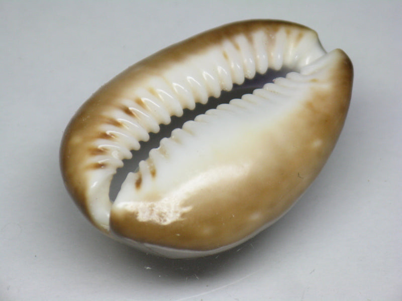 TOKO-BEADS PB007-33 Shell bead 27mm PB007-33 シェルビーズ 27mm Asian bead & African bead  Handmade,Lampeork,bead,asia,india,ethnic,parts,accessory,beads とんぼ玉,ビーズ,トンボ玉,アジア,インド,エスニック,手作り,パーツ,アクセサリー