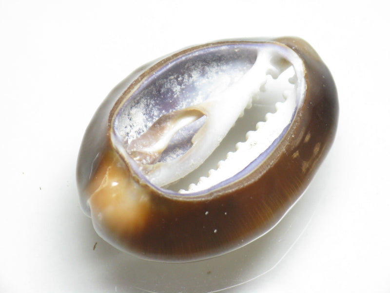 TOKO-BEADS PB007-43 Shell bead 30mm PB007-43 シェルビーズ 30mm Asian bead & African bead  Handmade,Lampeork,bead,asia,india,ethnic,parts,accessory,beads とんぼ玉,ビーズ,トンボ玉,アジア,インド,エスニック,手作り,パーツ,アクセサリー