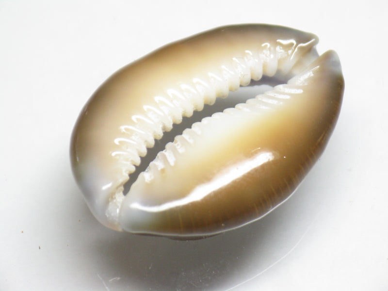 TOKO-BEADS PB007-43 Shell bead 30mm PB007-43 シェルビーズ 30mm Asian bead & African bead  Handmade,Lampeork,bead,asia,india,ethnic,parts,accessory,beads とんぼ玉,ビーズ,トンボ玉,アジア,インド,エスニック,手作り,パーツ,アクセサリー