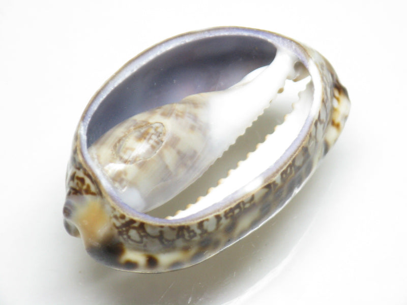TOKO-BEADS PB007-44 Shell bead 30~33mm PB007-44 シェルビーズ 30~33mm Asian bead & African bead  Handmade,Lampeork,bead,asia,india,ethnic,parts,accessory,beads とんぼ玉,ビーズ,トンボ玉,アジア,インド,エスニック,手作り,パーツ,アクセサリー