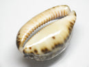 TOKO-BEADS PB007-44 Shell bead 30~33mm PB007-44 シェルビーズ 30~33mm Asian bead & African bead  Handmade,Lampeork,bead,asia,india,ethnic,parts,accessory,beads とんぼ玉,ビーズ,トンボ玉,アジア,インド,エスニック,手作り,パーツ,アクセサリー