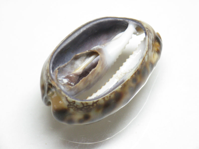 TOKO-BEADS PB007-45 Shell bead 28~30mm PB007-45 シェルビーズ 28~30mm Asian bead & African bead  Handmade,Lampeork,bead,asia,india,ethnic,parts,accessory,beads とんぼ玉,ビーズ,トンボ玉,アジア,インド,エスニック,手作り,パーツ,アクセサリー