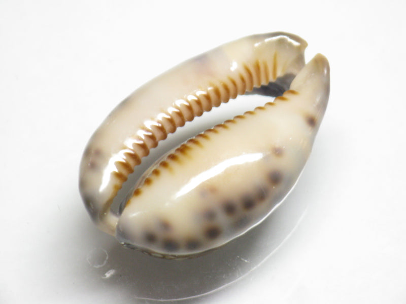 TOKO-BEADS PB007-45 Shell bead 28~30mm PB007-45 シェルビーズ 28~30mm Asian bead & African bead  Handmade,Lampeork,bead,asia,india,ethnic,parts,accessory,beads とんぼ玉,ビーズ,トンボ玉,アジア,インド,エスニック,手作り,パーツ,アクセサリー