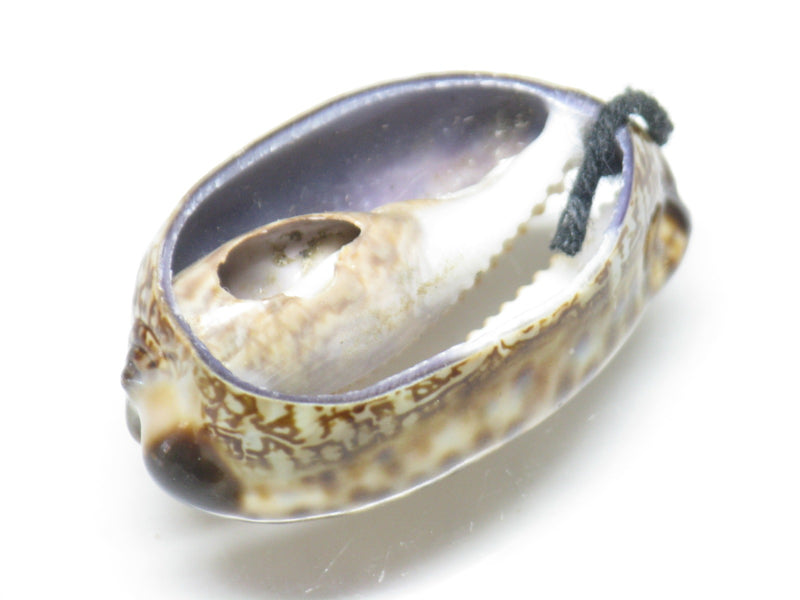 TOKO-BEADS PB007-46 Shell bead 30~32mm PB007-46 シェルビーズ 30~32mm Asian bead & African bead  Handmade,Lampeork,bead,asia,india,ethnic,parts,accessory,beads とんぼ玉,ビーズ,トンボ玉,アジア,インド,エスニック,手作り,パーツ,アクセサリー