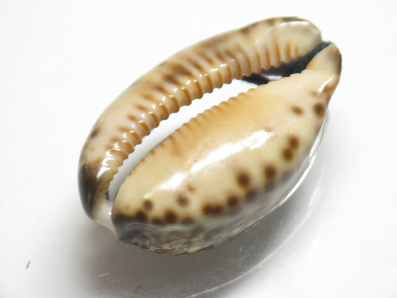 TOKO-BEADS PB007-46 Shell bead 30~32mm PB007-46 シェルビーズ 30~32mm Asian bead & African bead  Handmade,Lampeork,bead,asia,india,ethnic,parts,accessory,beads とんぼ玉,ビーズ,トンボ玉,アジア,インド,エスニック,手作り,パーツ,アクセサリー