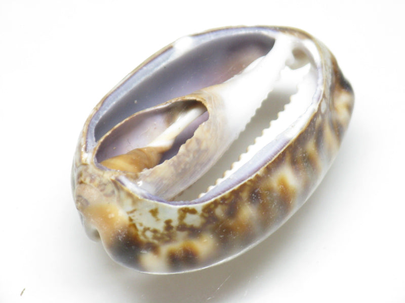 TOKO-BEADS PB007-47 Shell bead 31~33mm PB007-47 シェルビーズ 31~33mm Asian bead & African bead  Handmade,Lampeork,bead,asia,india,ethnic,parts,accessory,beads とんぼ玉,ビーズ,トンボ玉,アジア,インド,エスニック,手作り,パーツ,アクセサリー