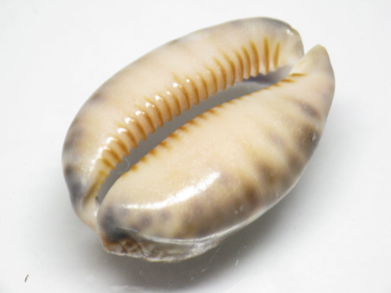 TOKO-BEADS PB007-47 Shell bead 31~33mm PB007-47 シェルビーズ 31~33mm Asian bead & African bead  Handmade,Lampeork,bead,asia,india,ethnic,parts,accessory,beads とんぼ玉,ビーズ,トンボ玉,アジア,インド,エスニック,手作り,パーツ,アクセサリー