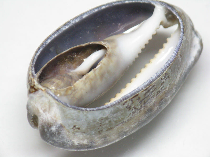 TOKO-BEADS PB007-48 Shell bead 43mm PB007-48 シェルビーズ 43mm Asian bead & African bead  Handmade,Lampeork,bead,asia,india,ethnic,parts,accessory,beads とんぼ玉,ビーズ,トンボ玉,アジア,インド,エスニック,手作り,パーツ,アクセサリー