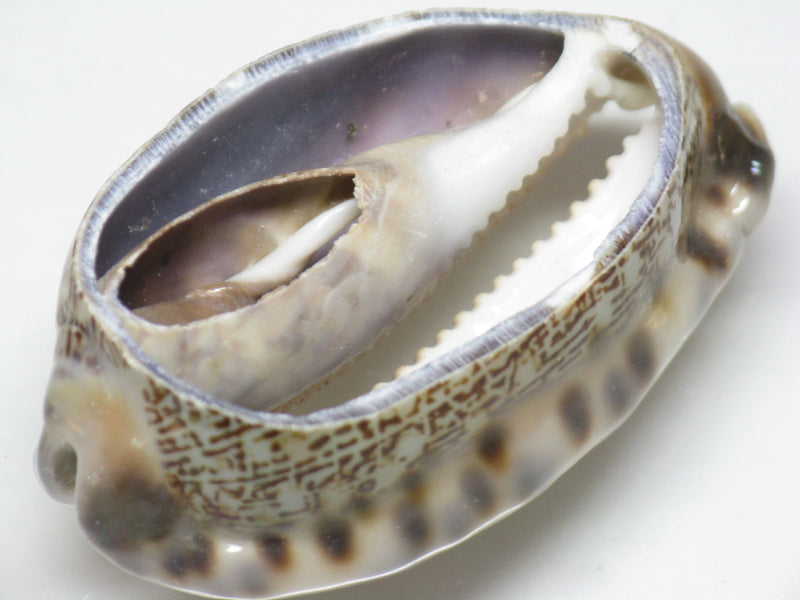 TOKO-BEADS PB007-49 Shell bead 41~43mm PB007-49 シェルビーズ 41~43mm Asian bead & African bead  Handmade,Lampeork,bead,asia,india,ethnic,parts,accessory,beads とんぼ玉,ビーズ,トンボ玉,アジア,インド,エスニック,手作り,パーツ,アクセサリー