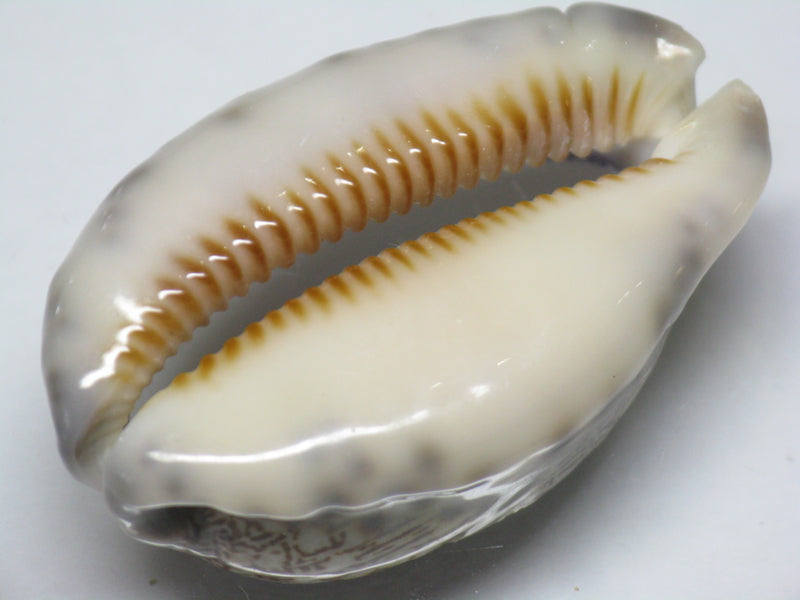 TOKO-BEADS PB007-49 Shell bead 41~43mm PB007-49 シェルビーズ 41~43mm Asian bead & African bead  Handmade,Lampeork,bead,asia,india,ethnic,parts,accessory,beads とんぼ玉,ビーズ,トンボ玉,アジア,インド,エスニック,手作り,パーツ,アクセサリー